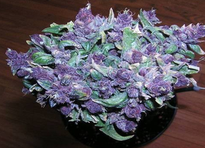 Purple Haze Weed